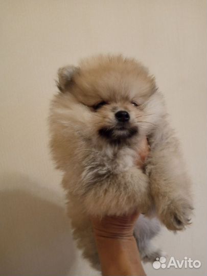 Померанский шпиц девочка
