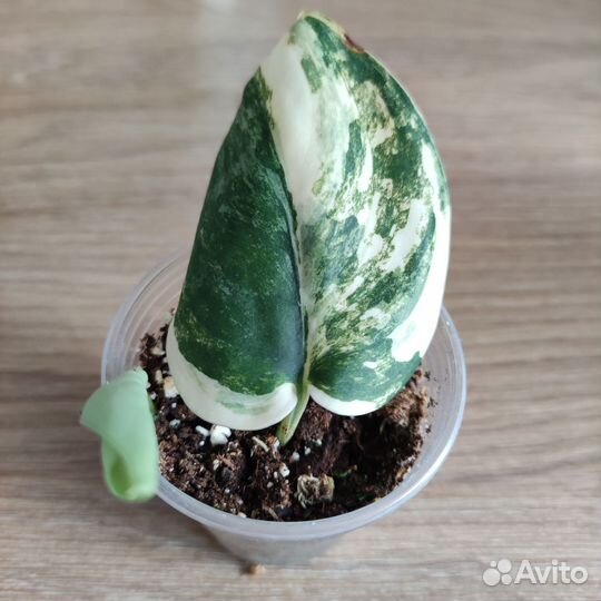 Сциндапсус жаде сатин вариегатный