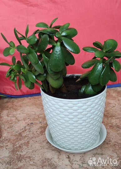 Толстянка денежное дерево