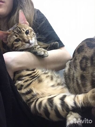 Бенгальский кот вязка