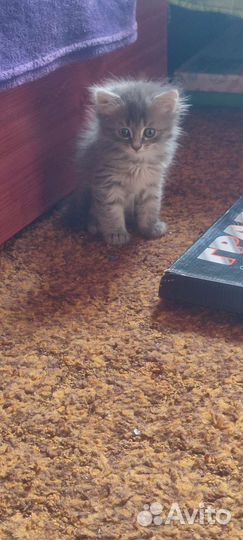 Котята пушистики