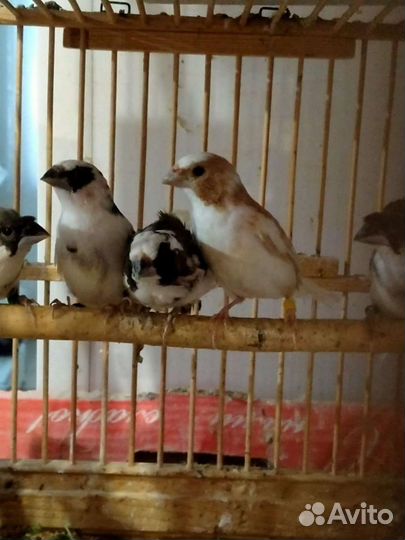 Попугаи волнистые, кореллы, амадины