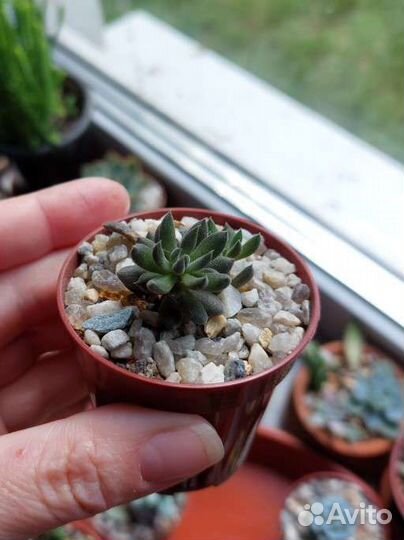 Суккуленты ч.1