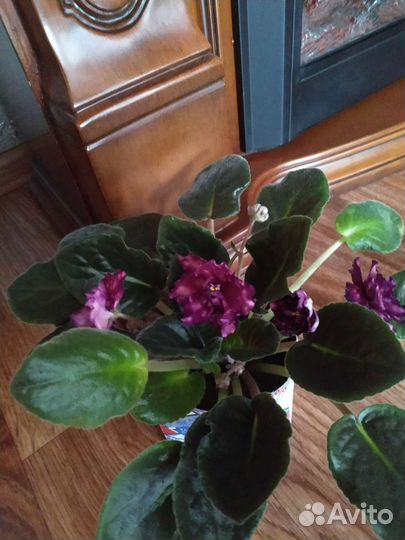 Цветущие фиалки