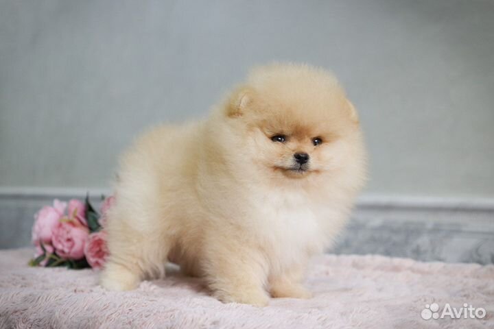 Померанский шпиц медвежьего типа девочка