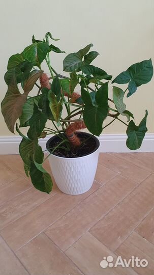 Комнатные цветы,монстеры,филодендроны,сингониум