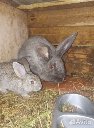 Кролики на племя