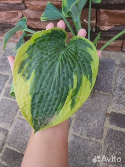 Хосты разных сортов