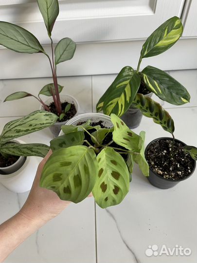 Калатея, маранта, агланема набор