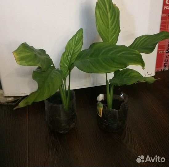 Спатифиллум