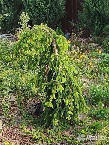 Сортовые сосны, ели, можжевельники