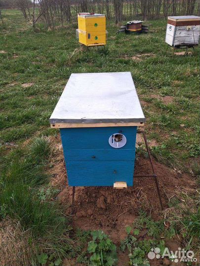 Продам пчелопакет