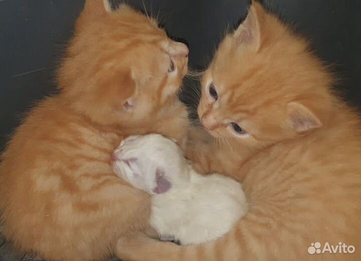 Котята в добрые руки