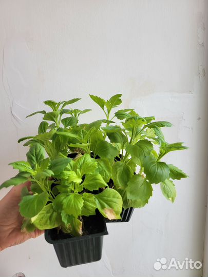 Рассада однолетних, многолетних цветов, злаков