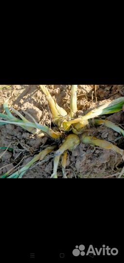 Коллекционный семейный лук