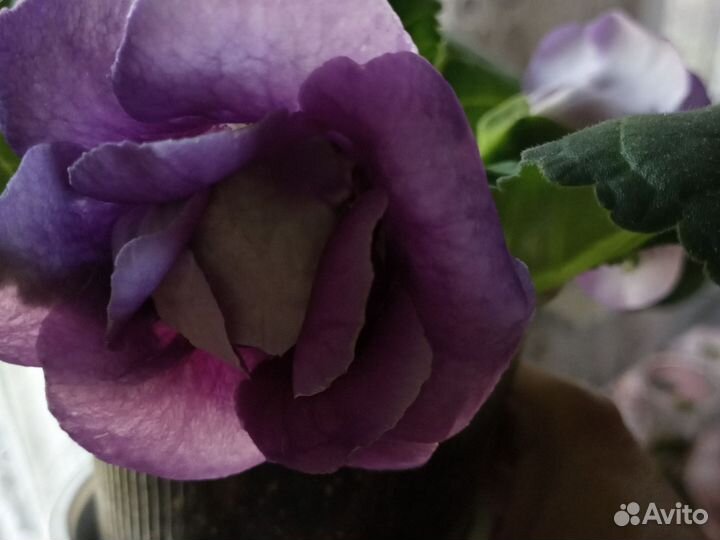 Глоксиния сортовая