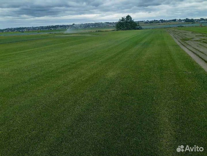 Рулонный газон стандартный