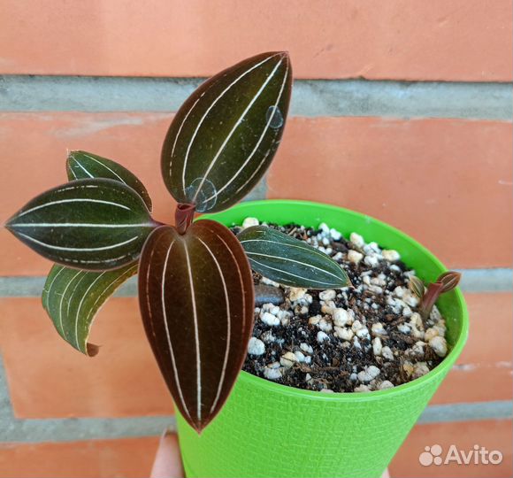 Драгоценная орхидея Лудизия