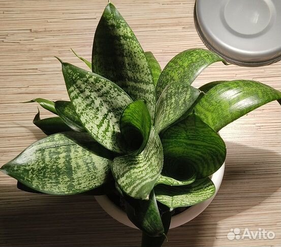 Продам цветок Сансевиерия Хана