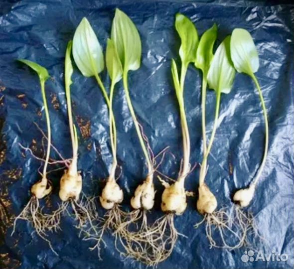 Дримиопсис