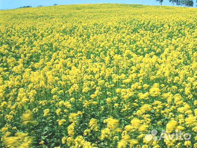 Горчица/Рапс/Вика