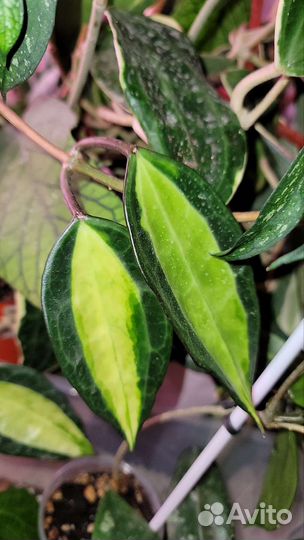 Хойя обмен на садовые