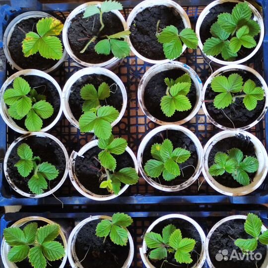 Земклубника Пенелопа рассада в стаканах и усы