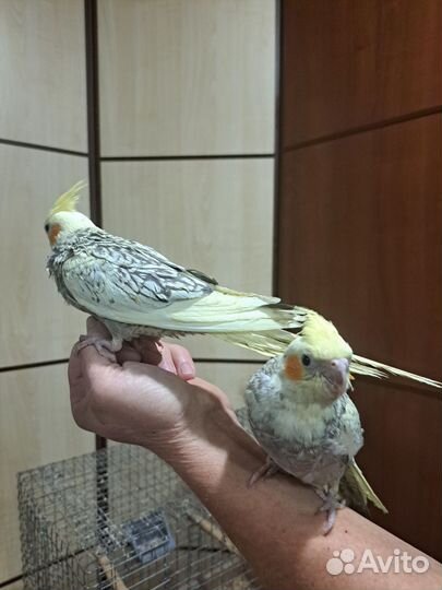 Попугайкорелла ручной