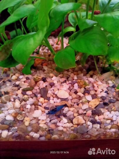 Креветки Блю Дрим, гуппи, анциструсы, хелены