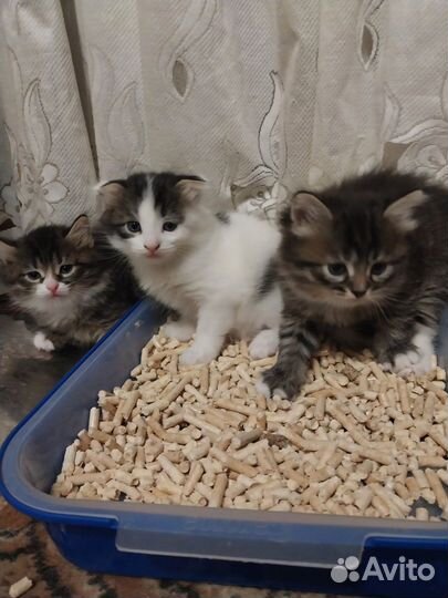 Британские котята