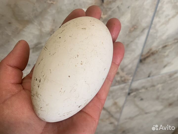 Яйца гусиные инкубационные