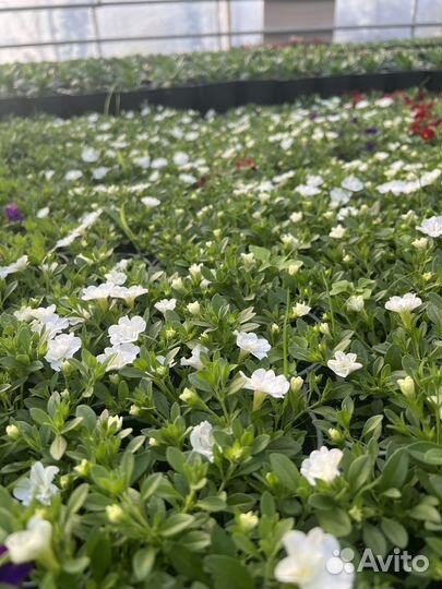 Цветы рассада