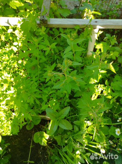 Спирея Маленькая принцесса