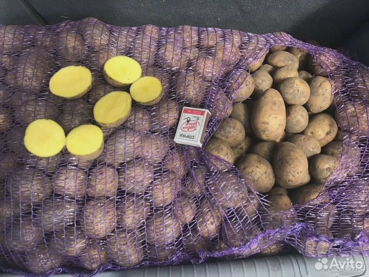 Семенной картофель