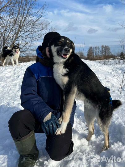 Собачка для семьи,звоночек