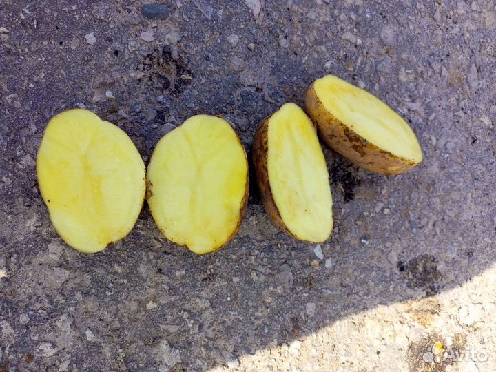 Картофель свежий, 5+ урожай 2023г