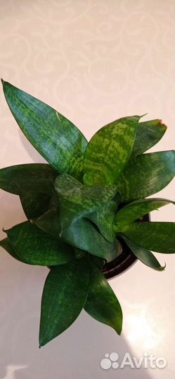 Сансевиерия низкорослая