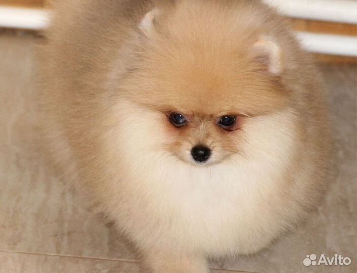 Немецкий шпиц щенок девочка