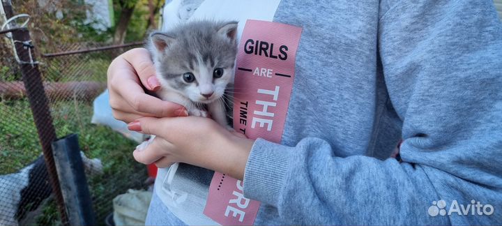Отдам котёнка