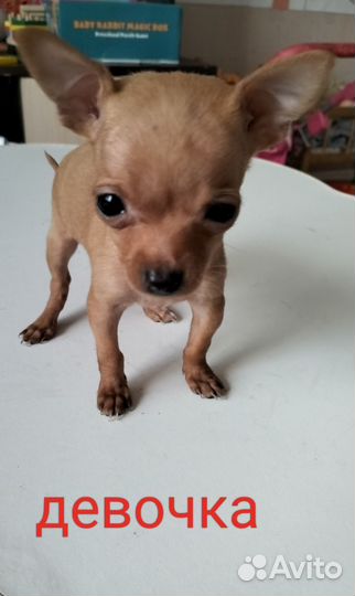 Той-терьер щенки