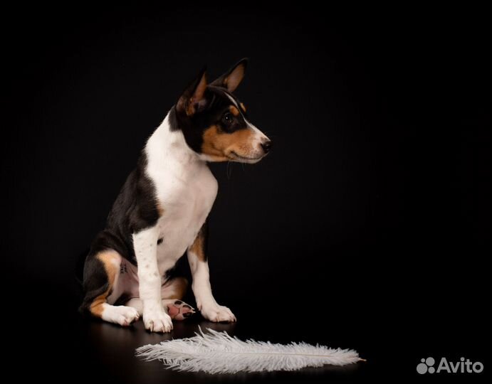 Щенки басенджи