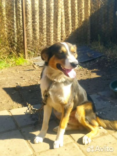 Собака в добрые руки