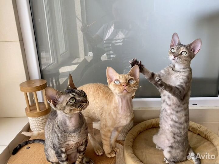 Девон рекс Лукас, Луна и Луксор