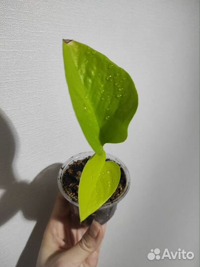 Сциндапсус неон