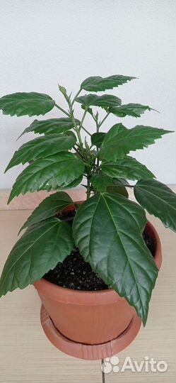 Гибискус китайская роза 2 шт красный