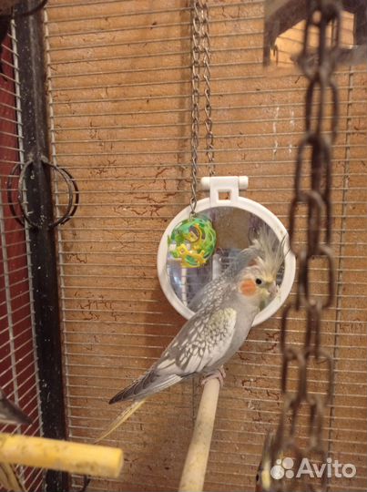 Попугай карелла птенцы