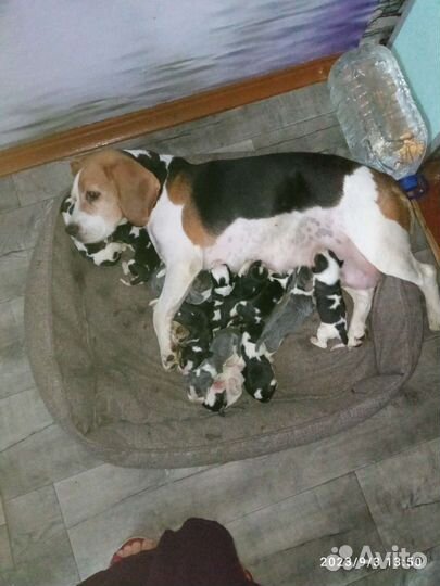 Щенки Бигль