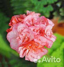 Пеларгония герань тюльпановидная сортовая