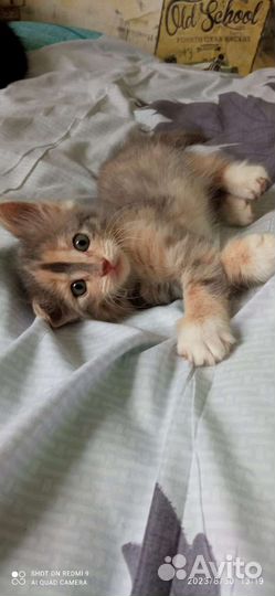 Кошка в дар бесплатно