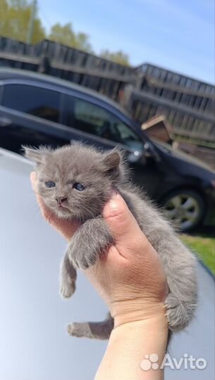 Отдам котят,очень красивые